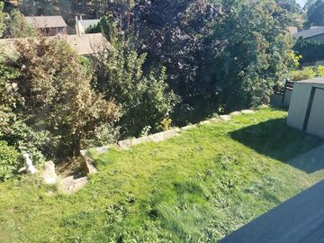 West Kelowna apartment for rent - A backyard with a lawn and trees.