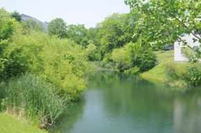 Hebron apartment for rent - A serene lake surrounded by lush greenery and a white building in the distance.
