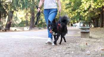 Pet-friendly