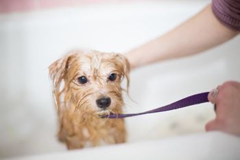 Pet spa