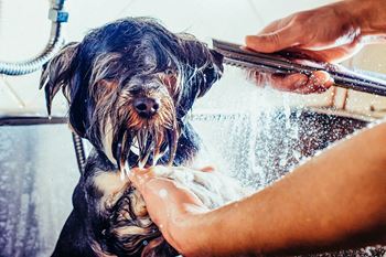Pet spa