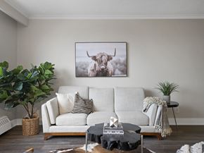 Toronto apartment for rent - a highland cow photographic art print on canvas