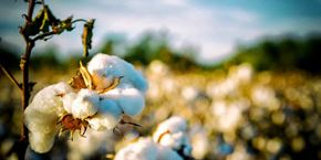 Cotton Plant apartment for rent - a field of cotton plants in a field