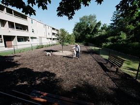 Groton apartment for rent - a man walking two dogs in a dog park