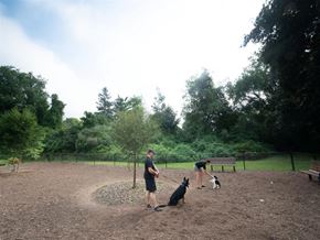 Groton apartment for rent - two men playing with two dogs in a park