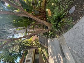 Torrance apartment for rent - an overhead view of a tree and a staircase