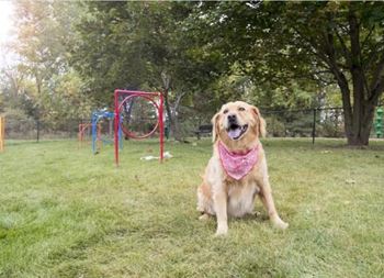 Dog park