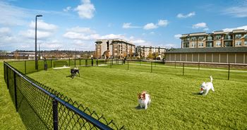 Dog park
