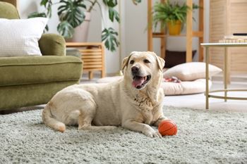 Pet friendly