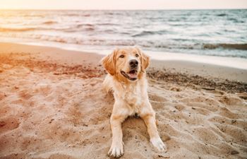 A golden retriever dog is sitting on the beach at sunset.