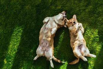 Two dogs laying on the grass