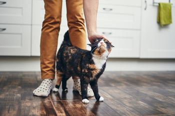 A cat looking up at a person petting its head