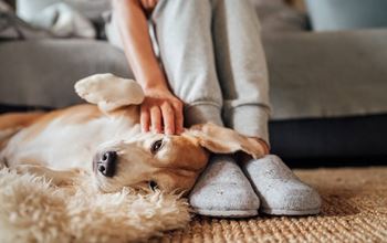 A person petting a dog laying on the floor