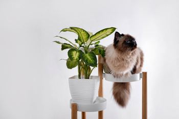 A cat sitting on a stool next to a potted plant