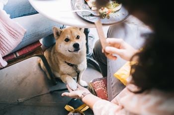 Pet friendly