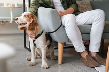 Pet friendly