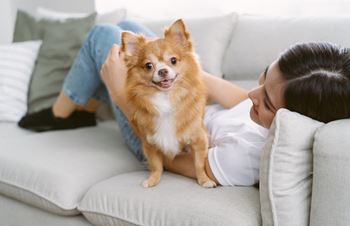 Pet friendly