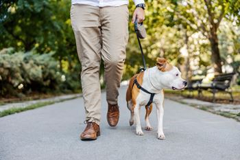 A person walking a dog on a leash on a path in a park