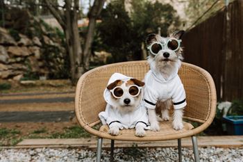 Two dogs wearing sunglasses sitting on a chair