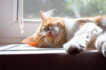 An orange and white cat sleeping on a window sill