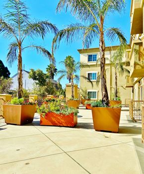 Los Angeles apartment for rent - large planters with palm trees in front of a building