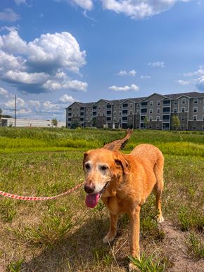 Forest Lake apartment for rent - a dog on a leash in a field in front of an apartment building  at Timber Ridge, Forest Lake