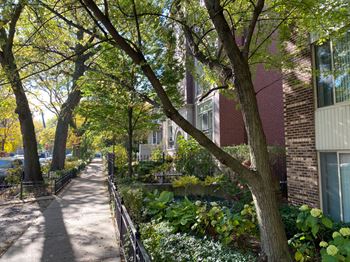 Tree-lined streets