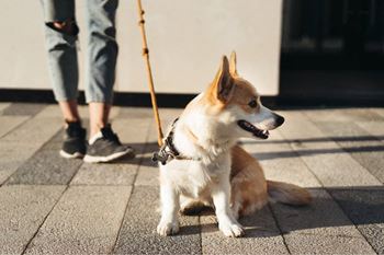Enjoy our pet-friendly community with your furry friends