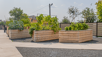 Planted trees