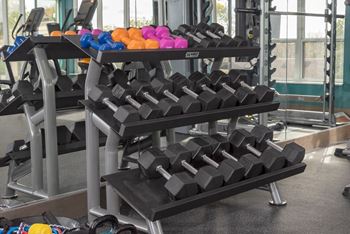 Free weights in gym