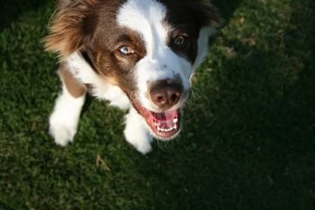 A dog looking up at the camera