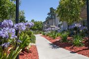 Campbell apartment for rent - a sidewalk in front of a building with purple flowers at Campbell West, Campbell California