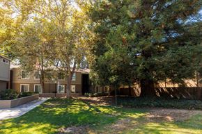 Concord apartment for rent - A tree with green leaves is in front of a building.