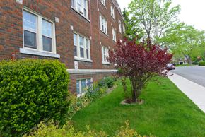 Toronto apartment for rent - A red tree in front of a brick building.
