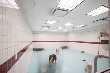 New York apartment for rent - Three dogs are walking on a blue tiled floor.