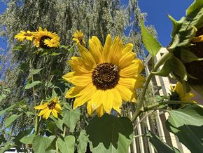 Livingston apartment for rent - a group of sunflowers in a garden with a fence