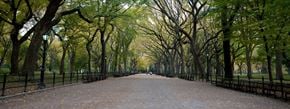 New York apartment for rent - A tree-lined pathway in a park.