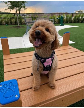 Pet-friendly community