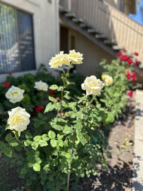Merced apartment for rent - A white rose in the middle of a garden.
