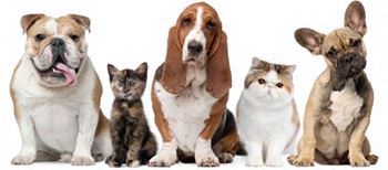Pet friendly!