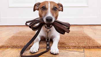 Pet friendly!