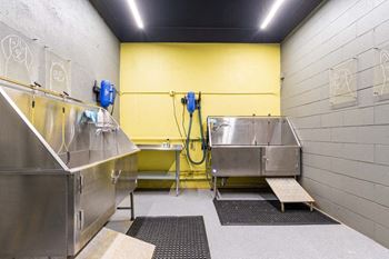 Dog spa