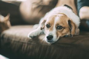 Tempe apartment for rent - a brown and white dog laying on a couch