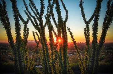 Phoenix apartment for rent - the sunset through aloe vera trees in the desert