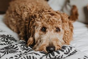 Miami apartment for rent - a brown dog laying on a bed with a black and white blanket