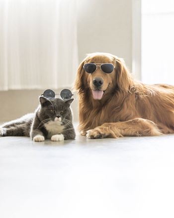 A dog and a cat wearing sunglasses