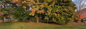 Kingston apartment for rent - A tree with orange leaves stands in a grassy area.