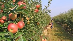 St. Agatha apartment for rent - A row of apple trees with ripe apples hanging from them.