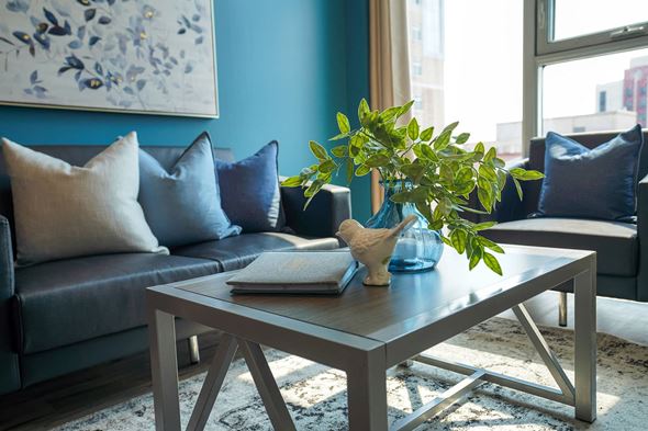 Waterloo apartment for rent - a living room with blue walls and a coffee table with a plant