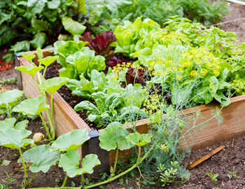 Community garden plots available for rent